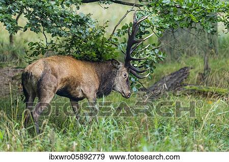 Stock Photo - Forkelder red deer ( Cervus elaphus) in rut, Klamptenborg, Copenhagen, Denmark, Europe. Fotosearch