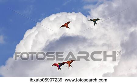 Four colourful kites in bird shape flying in front of cumulus clouds in the blue sky, North Rhine-Westphalia, Germany, Europe View Large Photo Image Stock Photo - Four colourful kites in bird shape flying in front of cumulus clouds in the blue sky, North Rhine-Westphalia, Germany, Europe. Fotosearch