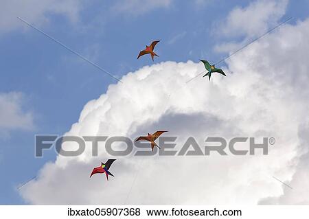 Four colourful kites in bird shape flying in front of cumulus clouds in the blue sky, North Rhine-Westphalia, Germany, Europe View Large Photo Image Stock Photo - Four colourful kites in bird shape flying in front of cumulus clouds in the blue sky, North Rhine-Westphalia, Germany, Europe. Fotosearch