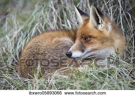 Fox ( Vulpes vulpes) at rest, Oldenburger Münsterland, Goldenstedt, Lower Saxony, Germany, Europe View Large Photo Image Stock Photograph - Fox ( Vulpes vulpes) at rest, Oldenburger Münsterland, Goldenstedt, Lower Saxony, Germany, Europe. Fotosearch