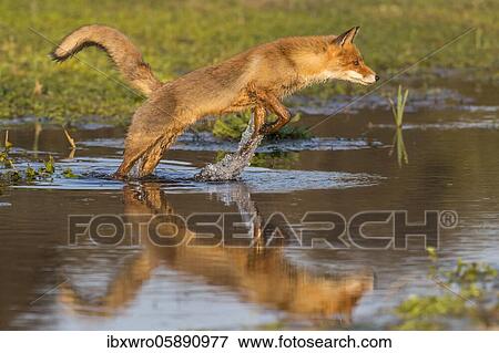 Fox ( Vulpes vulpes) jumping over waters, Zandvoort, Province of North Holland, Netherlands View Large Photo Image Stock Photo - Fox ( Vulpes vulpes) jumping over waters, Zandvoort, Province of North Holland, Netherlands. Fotosearch