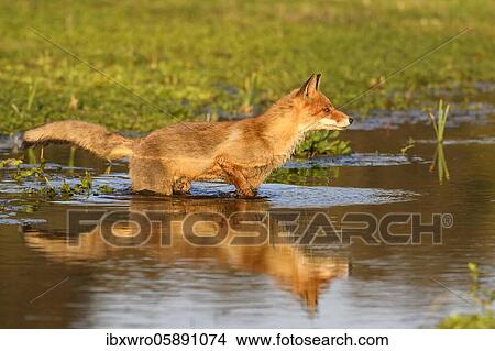 Picture - Fox ( Vulpes vulpes) stands in the water in the evening, Zandvoort, Province of North Holland, Netherlands. Fotosearch