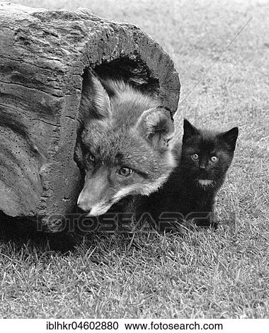 Fox with cat, England, Great Britain View Large Photo Image Stock Image - Fox with cat, England, Great Britain. Fotosearch