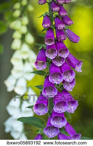 Foxglove ( Digitalis) in bloom, Vechta, Lower Saxony, Germany, Europe View Large Photo Image Stock Image - Foxglove ( Digitalis) in bloom, Vechta, Lower Saxony, Germany, Europe. Fotosearch