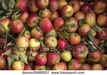 Freshly picked apples (Malus), variety Cox Orange, Germany, Europe View Large Photo Image Stock Photo - Freshly picked apples (Malus), variety Cox Orange, Germany, Europe. Fotosearch