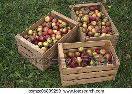 Freshly picked apples (Malus), variety Cox Orange, in fruit boxes, Germany, Europe View Large Photo Image Stock Photo - Freshly picked apples (Malus), variety Cox Orange, in fruit boxes, Germany, Europe. Fotosearch
