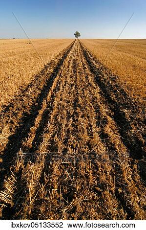 Stock Image - Freshly ploughed and harrowed track in the stubble field, on the horizon a solitary tree, Saalekreis, Saxony-Anhalt, Germany, Europe. Fotosearch