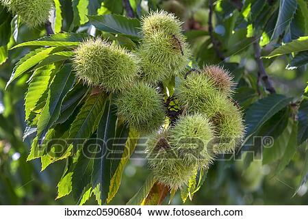 Fruits of the chestnut (Castanea sativa) am Baum, North Rhine-Westphalia, Germany, Europe View Large Photo Image Picture - Fruits of the chestnut (Castanea sativa) am Baum, North Rhine-Westphalia, Germany, Europe. Fotosearch