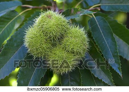 Fruits of the chestnut (Castanea sativa) am Baum, North Rhine-Westphalia, Germany, Europe View Large Photo Image Stock Photography - Fruits of the chestnut (Castanea sativa) am Baum, North Rhine-Westphalia, Germany, Europe. Fotosearch