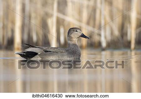 Gadwall (Mareca strepera) in water, Central Elbe Biosphere Reserve, Saxony-Anhalt, Germany, Europe View Large Photo Image Stock Image - Gadwall (Mareca strepera) in water, Central Elbe Biosphere Reserve, Saxony-Anhalt, Germany, Europe. Fotosearch
