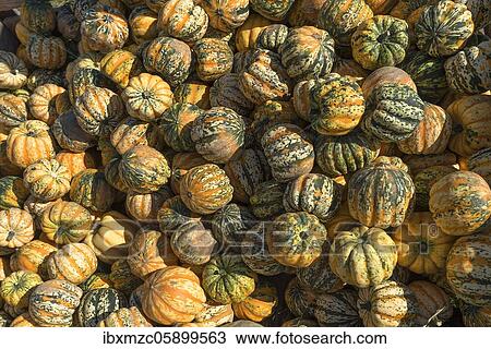 Garden Pumpkins (Cucurbita pepo) Ornamental pumpkins, Bavaria, Germany, Europe View Large Photo Image Stock Image - Garden Pumpkins (Cucurbita pepo) Ornamental pumpkins, Bavaria, Germany, Europe. Fotosearch