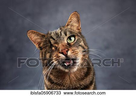 Geigered cat (Felis silvestris catus) on one eye blind, with open mouth, meowing, in studio with blue background, animal portrait, Austria, Europe View Large Photo Image Stock Image - Geigered cat (Felis silvestris catus) on one eye blind, with open mouth, meowing, in studio with blue background, animal portrait, Austria, Europe. Fotosearch