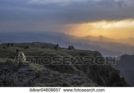 Stock Photo - Gelada baboon (Theropithecus gelada) sitting at the edge of the escarpment in Simien Mountains national park, Ethiopia, Africa. Fotosearch