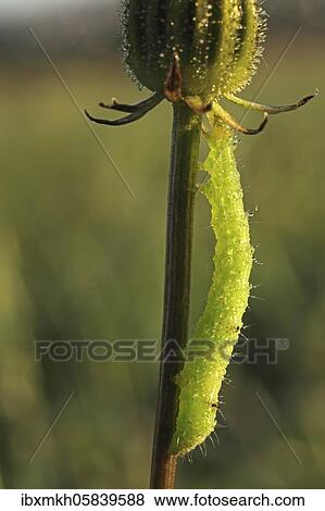 Stock Photo - Geometer moth-caterpillar (Geometridae), Hesse, Germany, Europe. Fotosearch