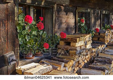 Geraniums and firewood in front of an old farm, Kappl-Hof, open-air museum Finsterau, Mauth, Bavarian Forest, Lower Bavaria, Bavaria, Germany, Europe View Large Photo Image Stock Image - Geraniums and firewood in front of an old farm, Kappl-Hof, open-air museum Finsterau, Mauth, Bavarian Forest, Lower Bavaria, Bavaria, Germany, Europe. Fotosearch