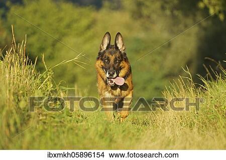 German Shepherd Dog, Germany, Europe View Large Photo Image Picture - German Shepherd Dog, Germany, Europe. Fotosearch
