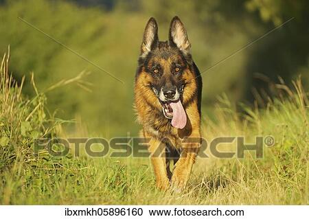 German Shepherd Dog, Germany, Europe View Large Photo Image Stock Image - German Shepherd Dog, Germany, Europe. Fotosearch
