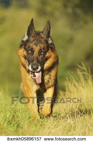 German Shepherd Dog, Germany, Europe View Large Photo Image Stock Photo - German Shepherd Dog, Germany, Europe. Fotosearch