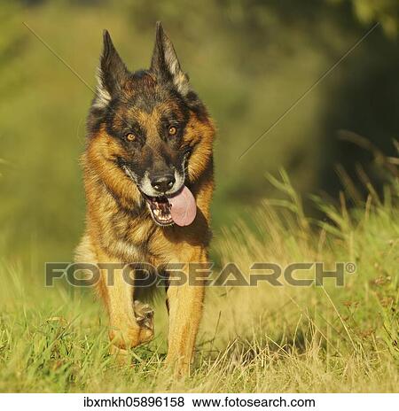 German Shepherd Dog, Germany, Europe View Large Photo Image Stock Photo - German Shepherd Dog, Germany, Europe. Fotosearch