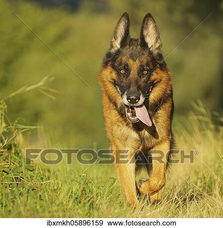 German Shepherd Dog, Germany, Europe View Large Photo Image Stock Photo - German Shepherd Dog, Germany, Europe. Fotosearch