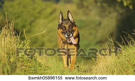 German Shepherd Dog, Germany, Europe View Large Photo Image Stock Photography - German Shepherd Dog, Germany, Europe. Fotosearch