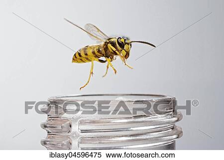 German wasp (Vespula germanica) on a lemonade bottle, in flight, Germany, Europe View Large Photo Image Stock Photography - German wasp (Vespula germanica) on a lemonade bottle, in flight, Germany, Europe. Fotosearch