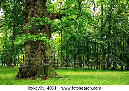 Giant ancient oak, assumed age 900 years, Ivenacker Eichen, Mecklenburg-Vorpommern, Germany, Europe View Large Photo Image Stock Image - Giant ancient oak, assumed age 900 years, Ivenacker Eichen, Mecklenburg-Vorpommern, Germany, Europe. Fotosearch