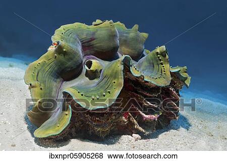 Giant clam (Tridacna) or clam on sandy bottom, Andaman Sea, Mu Ko Similan National Park, Similan Islands, Phang Nga Province, Thailand, Asia View Large Photo Image Stock Photo - Giant clam (Tridacna) or clam on sandy bottom, Andaman Sea, Mu Ko Similan National Park, Similan Islands, Phang Nga Province, Thailand, Asia. Fotosearch