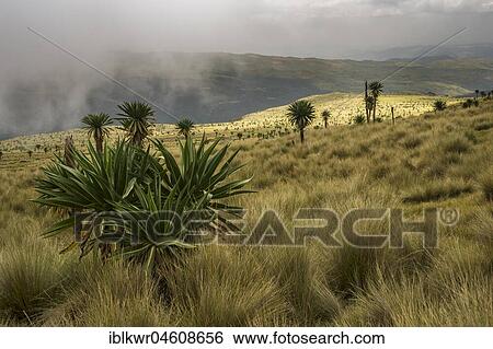 Stock Photograph - Giant lobelia (Lobelia rhynchopetalum) in Simien Mountains national park, Ethiopia, Africa. Fotosearch