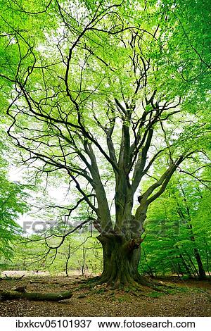 Giant multi-stem Common beech (Fagus sylvatica) in the forest, old hat tree, Sababurg primeval forest, Reinhardswald, Hesse, Germany, Europe View Large Photo Image Stock Photo - Giant multi-stem Common beech (Fagus sylvatica) in the forest, old hat tree, Sababurg primeval forest, Reinhardswald, Hesse, Germany, Europe. Fotosearch