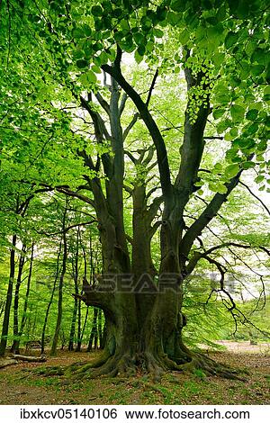 Stock Photograph - Giant multi-stem Common beech (Fagus sylvatica) in the forest, old hat tree, Sababurg primeval forest, Reinhardswald, Hesse, Germany, Europe. Fotosearch