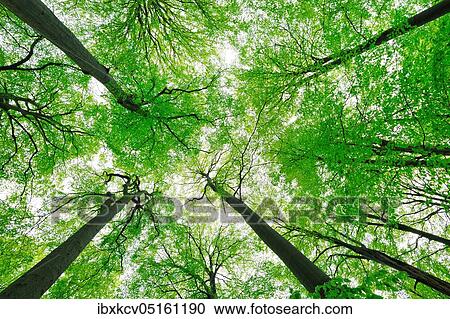 Giant old beeches, natural beech forest, forest reserve Kleinengelein, view into the treetops, Steigerwald, Lower Franconia, Bavaria, Germany, Europe View Large Photo Image Stock Image - Giant old beeches, natural beech forest, forest reserve Kleinengelein, view into the treetops, Steigerwald, Lower Franconia, Bavaria, Germany, Europe. Fotosearch