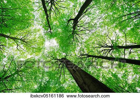 Giant old beeches, natural beech forest, forest reserve Kleinengelein, view into the treetops, Steigerwald, Lower Franconia, Bavaria, Germany, Europe View Large Photo Image Stock Photograph - Giant old beeches, natural beech forest, forest reserve Kleinengelein, view into the treetops, Steigerwald, Lower Franconia, Bavaria, Germany, Europe. Fotosearch