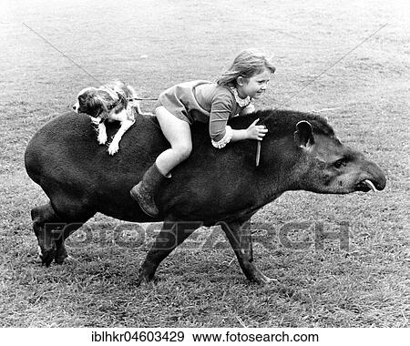 Stock Photo - Girl and dog riding on Tapir, England, Great Britain. Fotosearch