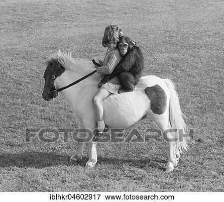Stock Photo - Girls and chimpanzees ride on a pony, England, Great Britain. Fotosearch