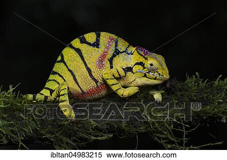 Glamrock Chameleon (Furcifer timoni) in Amber Mountain National Park, Northern Madagascar, Madagascar, Africa View Large Photo Image Stock Photography - Glamrock Chameleon (Furcifer timoni) in Amber Mountain National Park, Northern Madagascar, Madagascar, Africa. Fotosearch