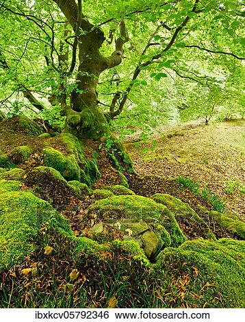 Stock Photograph - Gnarled old beech on rocks with moss in spring, fresh green foliage, Kellerwald-Edersee National Park, Hesse, Germany, Europe. Fotosearch