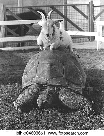Goat sits on a turtle, England, Great Britain View Large Photo Image Stock Image - Goat sits on a turtle, England, Great Britain. Fotosearch