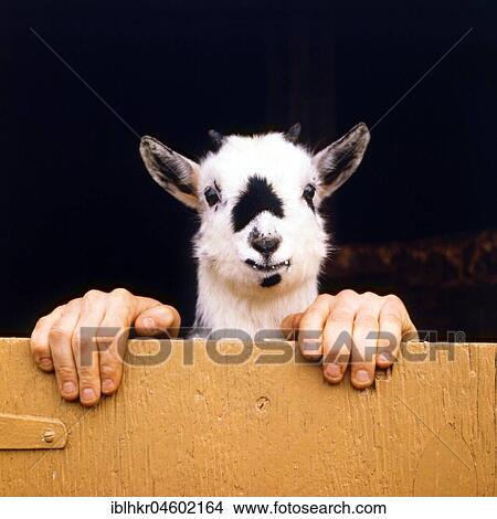 Goat with human hands, England, Great Britain View Large Photo Image Picture - Goat with human hands, England, Great Britain. Fotosearch