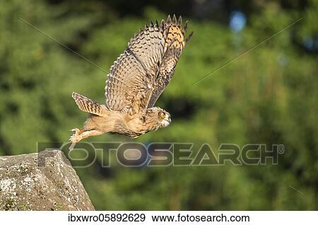 Stock Photo - Going to Eurasian eagle-owl ( Bubo bubo) Oldenburger Münsterland, Vechta, Lower Saxony, Germany, Europe. Fotosearch