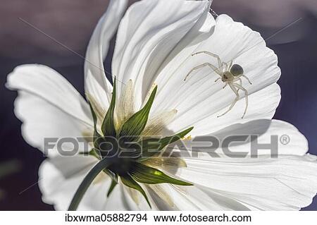 Picture - Goldenrod crab spider ( Misumena vatia) on standby Mexican aster ( Cosmos bipinnatus) Hesse, Germany, Europe. Fotosearch