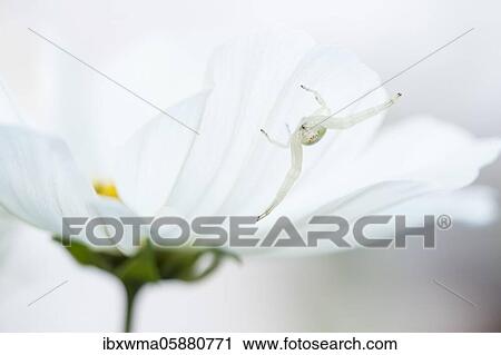 Goldenrod crab spider ( Misumena vatia) on standby Mexican aster ( Cosmos bipinnatus) Hesse, Germany, Europe View Large Photo Image Stock Image - Goldenrod crab spider ( Misumena vatia) on standby Mexican aster ( Cosmos bipinnatus) Hesse, Germany, Europe. Fotosearch