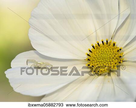 Stock Image - Goldenrod crab spider ( Misumena vatia) on standby Mexican aster ( Cosmos bipinnatus) Hesse, Germany, Europe. Fotosearch