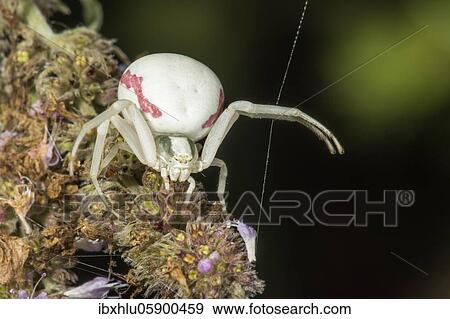 Goldenrod crab spider (Misumena vatia) in catching position on a withered flower of horse mint (Mentha longifolia), Baden-Württemberg, Germany, Europe View Large Photo Image Stock Photo - Goldenrod crab spider (Misumena vatia) in catching position on a withered flower of horse mint (Mentha longifolia), Baden-Württemberg, Germany, Europe. Fotosearch