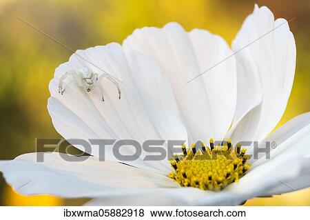 Stock Photo - Goldenrod crab spider ( Misumena vatia) in waiting for the flower of Cosmea( Cosmos bipinnatus), Hesse, Germany, Europe. Fotosearch
