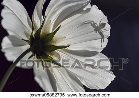 Stock Photography - Goldenrod crab spider (Misumena vatia) on standby Mexican aster (Cosmos bipinnatus), Silhouette, Hesse, Germany, Europe. Fotosearch
