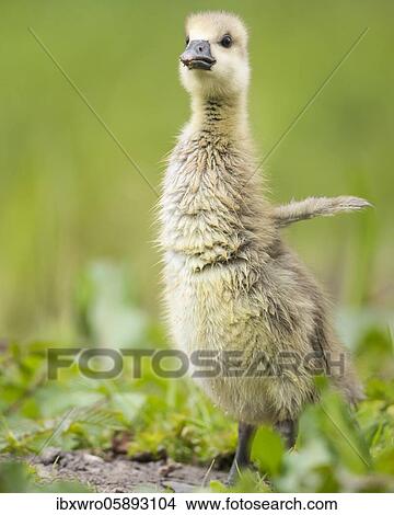 Gosling of a Greylag goose ( anser anser) Chick, cute, Hannover, Lower Saxony, Germany, Europe View Large Photo Image Picture - Gosling of a Greylag goose ( anser anser) Chick, cute, Hannover, Lower Saxony, Germany, Europe. Fotosearch