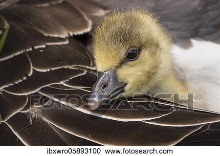 Gosling of a Greylag goose ( anser anser) in back plumage, chick, cute, protection, sheltered, Hannover, Lower Saxony, Germany, Europe View Large Photo Image Stock Image - Gosling of a Greylag goose ( anser anser) in back plumage, chick, cute, protection, sheltered, Hannover, Lower Saxony, Germany, Europe. Fotosearch