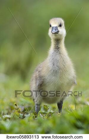 Gosling of a Greylag goose ( anser anser) Chick, cute, Hannover, Lower Saxony, Germany, Europe View Large Photo Image Stock Image - Gosling of a Greylag goose ( anser anser) Chick, cute, Hannover, Lower Saxony, Germany, Europe. Fotosearch