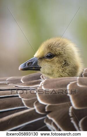 Gosling of a Greylag goose ( anser anser) in back plumage, chick, cute, protection, sheltered, Hannover, Lower Saxony, Germany, Europe View Large Photo Image Stock Image - Gosling of a Greylag goose ( anser anser) in back plumage, chick, cute, protection, sheltered, Hannover, Lower Saxony, Germany, Europe. Fotosearch